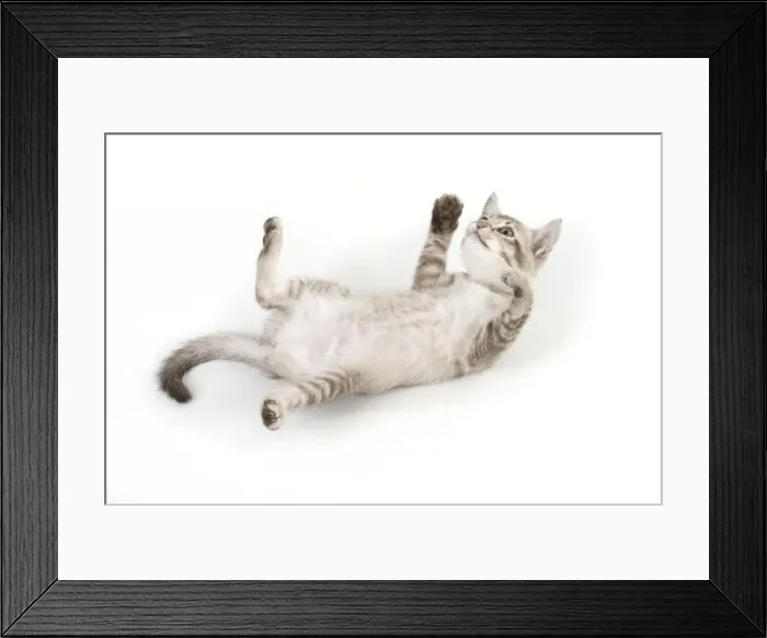 Framed Print : Picture No. 11771894 Framed Print : Picture No. 11771894
