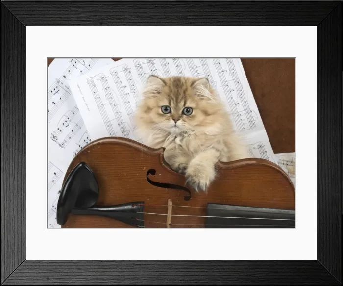 Framed Print : Picture No. 11771897 Framed Print : Picture No. 11771897