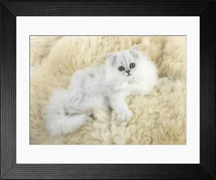 Framed Print : Picture No. 11771899 Framed Print : Picture No. 11771899