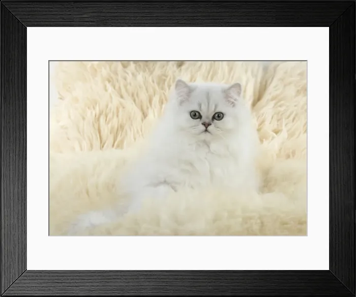 Framed Print : Picture No. 11771898 Framed Print : Picture No. 11771898