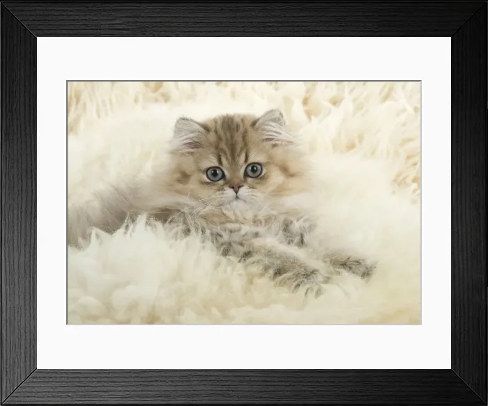 Framed Print : Picture No. 11771901 Framed Print : Picture No. 11771901