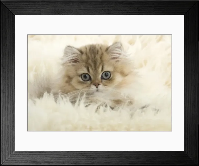 Framed Print : Picture No. 11771902 Framed Print : Picture No. 11771902