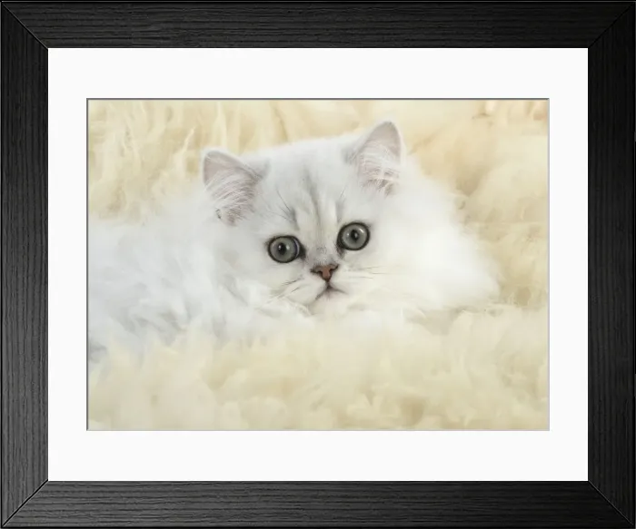 Framed Print : Picture No. 11771900 Framed Print : Picture No. 11771900