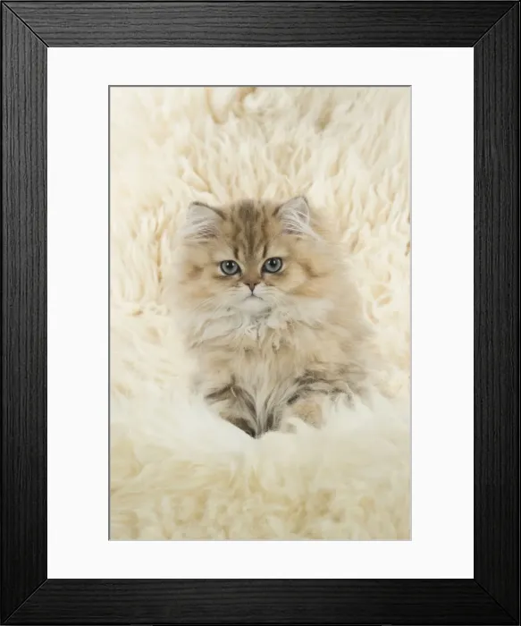 Framed Print : Picture No. 11771904 Framed Print : Picture No. 11771904