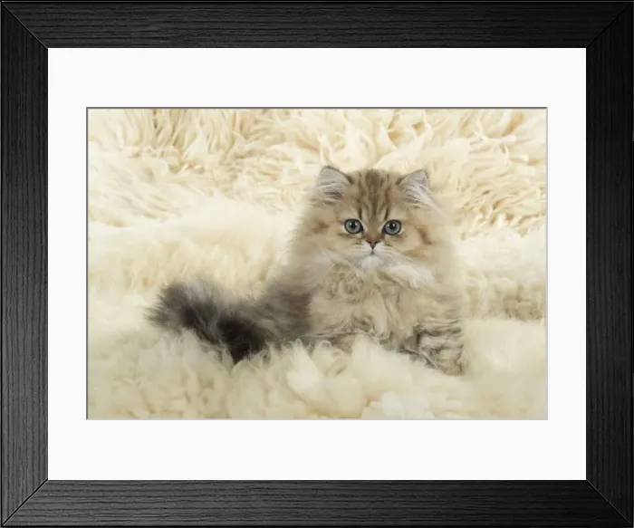 Framed Print : Picture No. 11771905