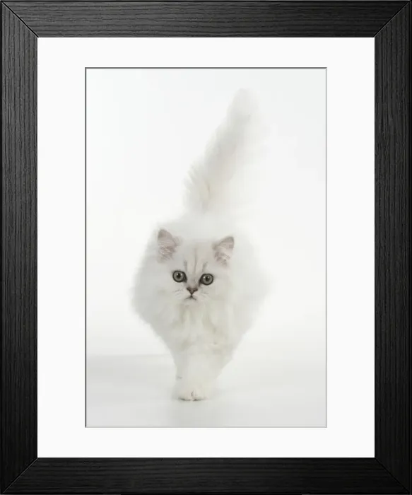 Framed Print : Picture No. 11771906 Framed Print : Picture No. 11771906