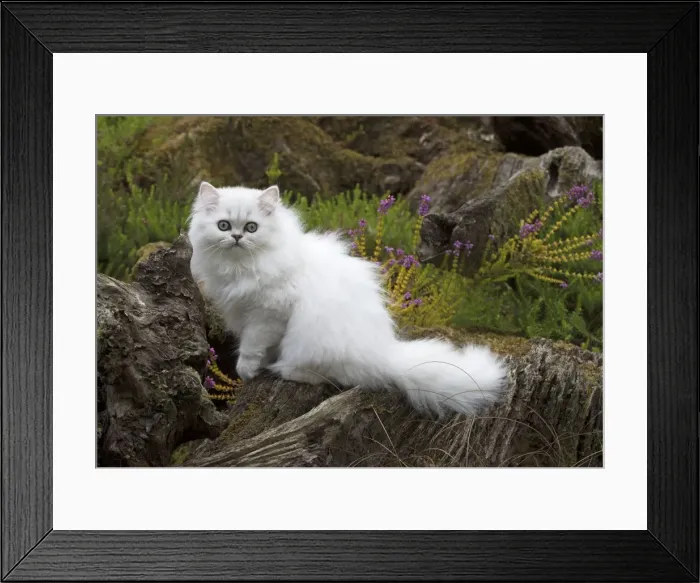 Framed Print : Picture No. 11771907 Framed Print : Picture No. 11771907