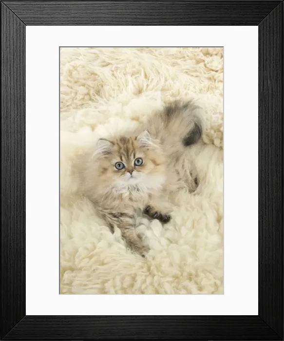 Framed Print : Picture No. 11771903 Framed Print : Picture No. 11771903