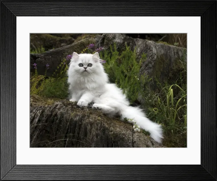 Framed Print : Picture No. 11771908 Framed Print : Picture No. 11771908