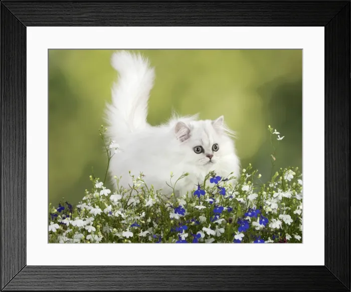 Framed Print : Picture No. 11771910 Framed Print : Picture No. 11771910