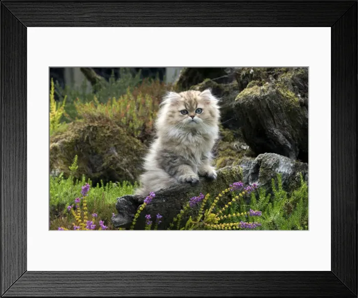 Framed Print : Picture No. 11771909 Framed Print : Picture No. 11771909