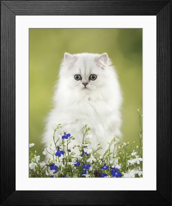 Framed Print : Picture No. 11771911 Framed Print : Picture No. 11771911