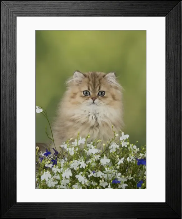 Framed Print : Picture No. 11771912 Framed Print : Picture No. 11771912