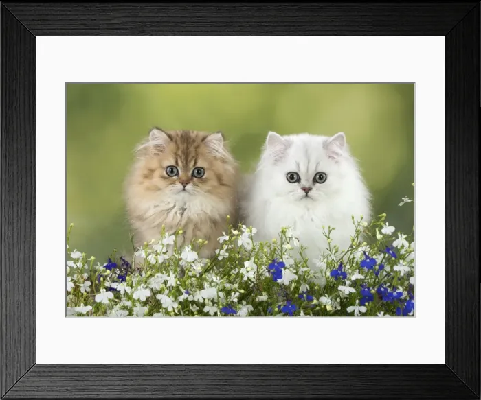 Framed Print : Picture No. 11771914 Framed Print : Picture No. 11771914