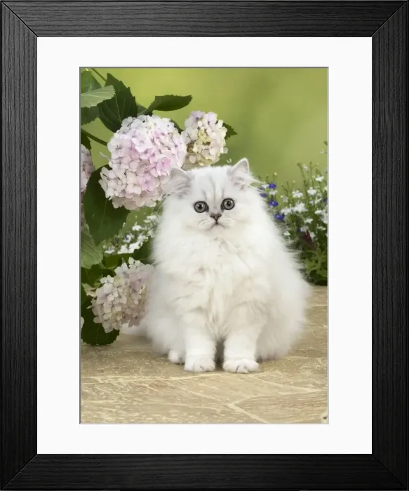 Framed Print : Picture No. 11771915 Framed Print : Picture No. 11771915