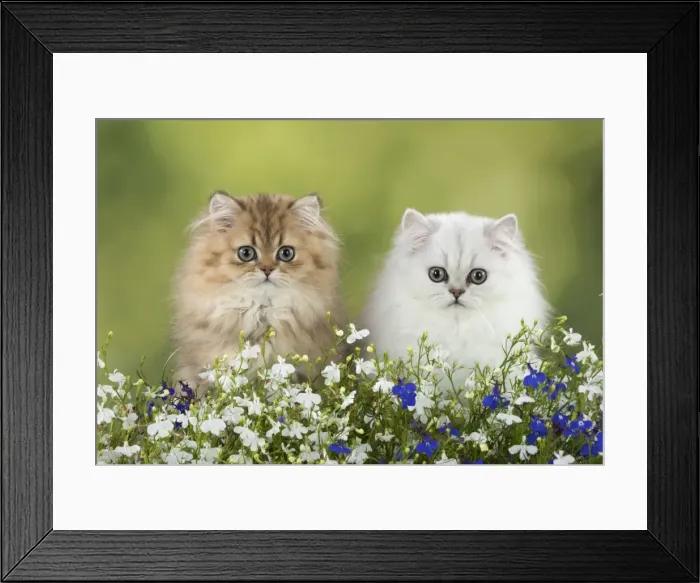 Framed Print : Picture No. 11771913 Framed Print : Picture No. 11771913