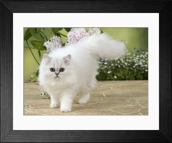 Framed Print : Picture No. 11771917 Framed Print : Picture No. 11771917