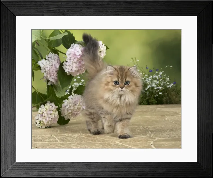 Framed Print : Picture No. 11771918 Framed Print : Picture No. 11771918