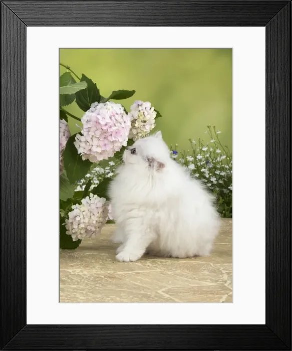 Framed Print : Picture No. 11771916 Framed Print : Picture No. 11771916