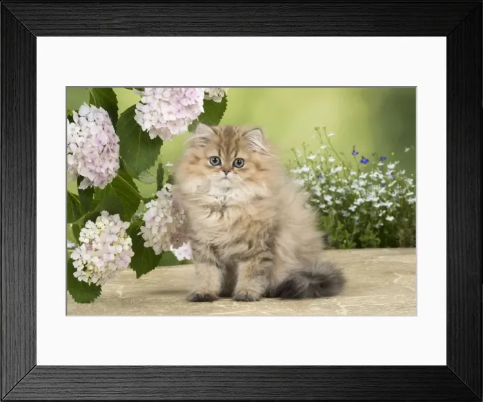Framed Print : Picture No. 11771919 Framed Print : Picture No. 11771919