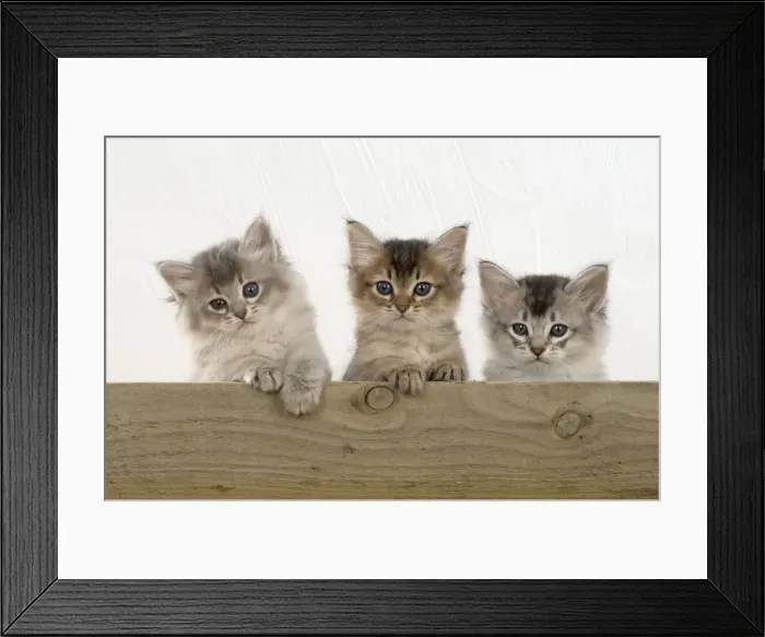 Framed Print : Picture No. 11771938 Framed Print : Picture No. 11771938