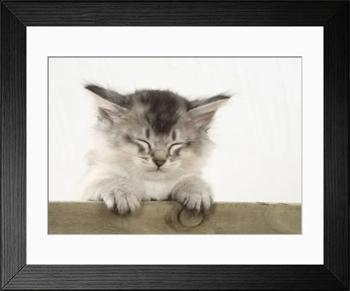 Framed Print : Picture No. 11771937 Framed Print : Picture No. 11771937