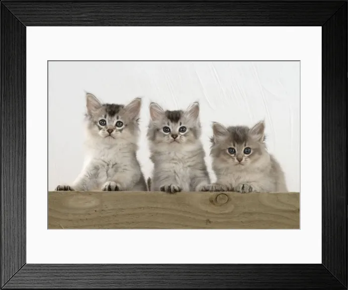 Framed Print : Picture No. 11771939 Framed Print : Picture No. 11771939