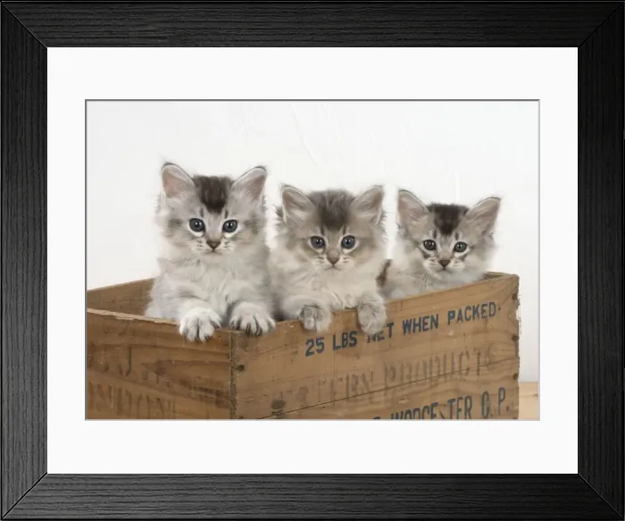 Framed Print : Picture No. 11771940 Framed Print : Picture No. 11771940