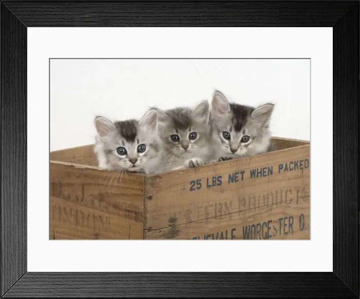 Framed Print : Picture No. 11771941 Framed Print : Picture No. 11771941