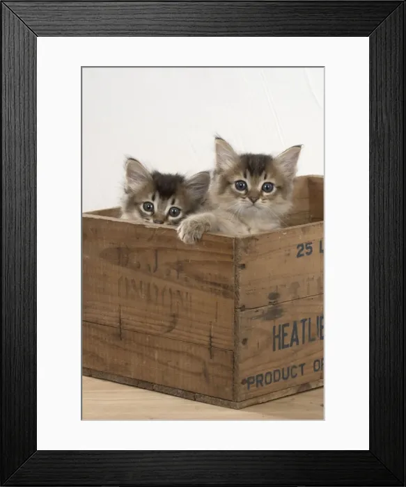 Framed Print : Picture No. 11771943 Framed Print : Picture No. 11771943