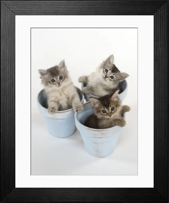 Framed Print : Picture No. 11771944