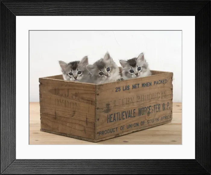 Framed Print : Picture No. 11771942 Framed Print : Picture No. 11771942