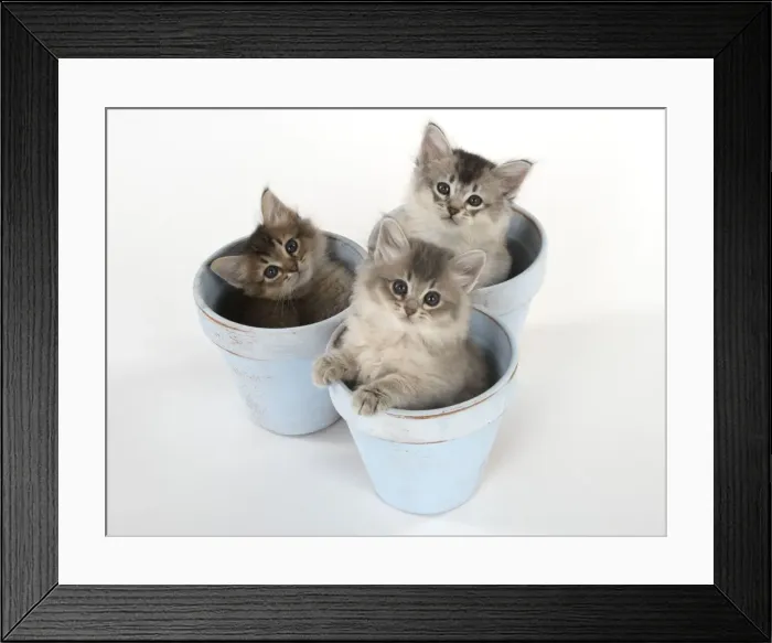 Framed Print : Picture No. 11771945 Framed Print : Picture No. 11771945