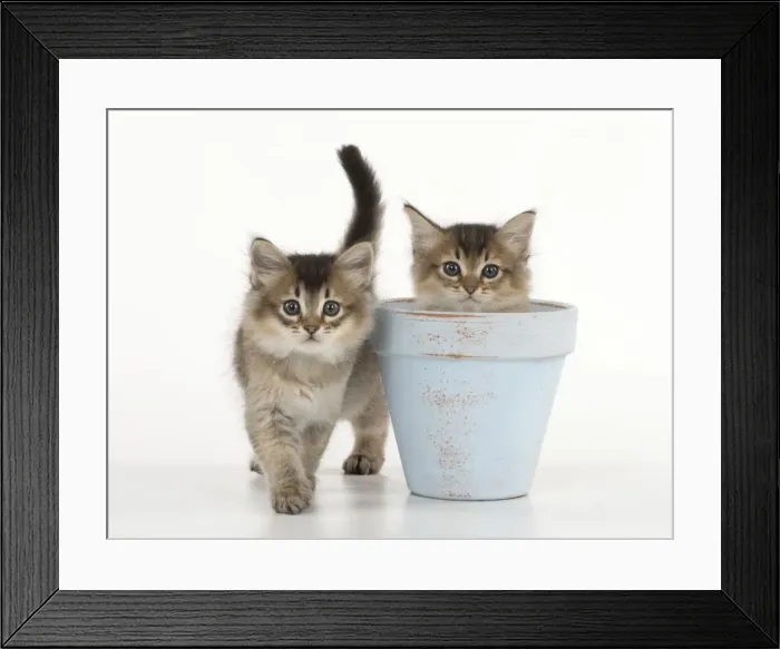 Framed Print : Picture No. 11771947 Framed Print : Picture No. 11771947