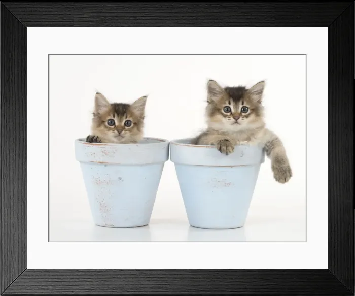 Framed Print : Picture No. 11771948 Framed Print : Picture No. 11771948
