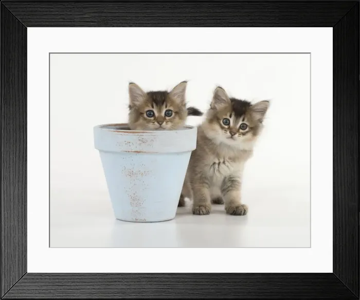 Framed Print : Picture No. 11771946 Framed Print : Picture No. 11771946