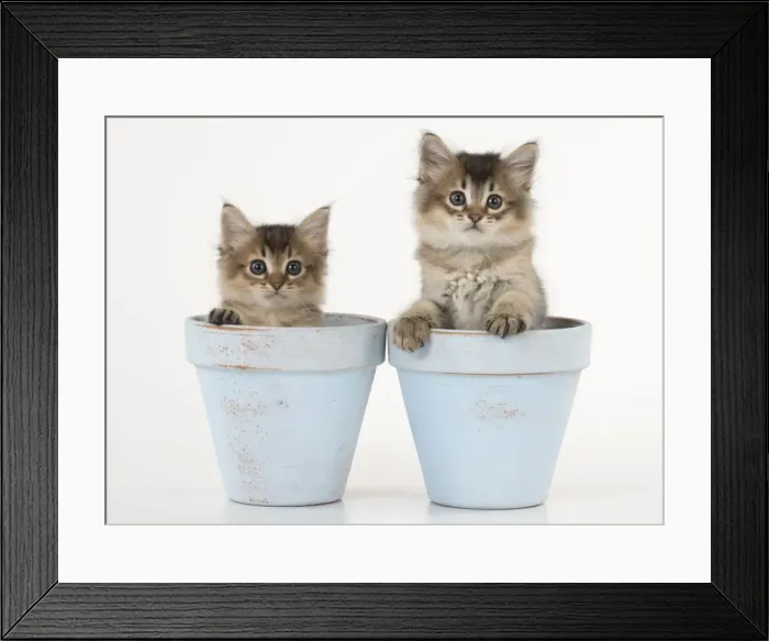 Framed Print : Picture No. 11771949 Framed Print : Picture No. 11771949