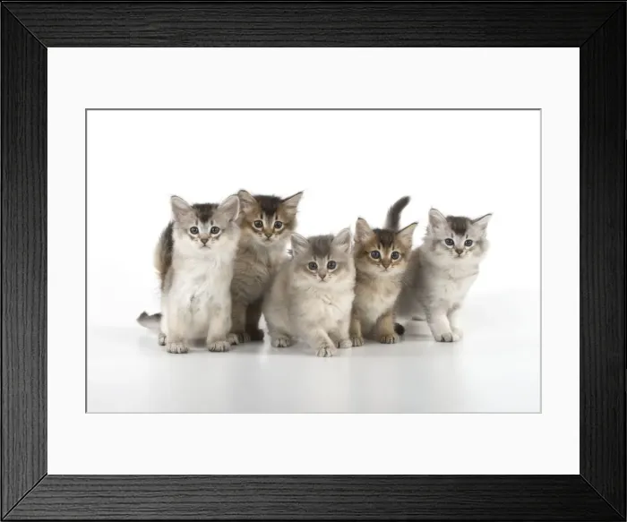 Framed Print : Picture No. 11771952 Framed Print : Picture No. 11771952