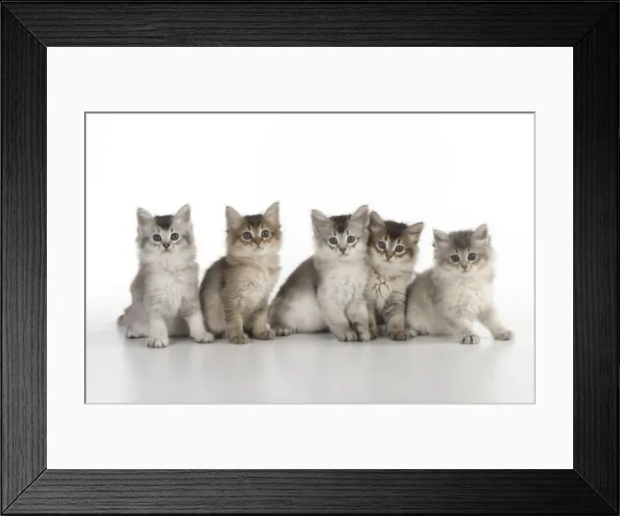 Framed Print : Picture No. 11771951 Framed Print : Picture No. 11771951