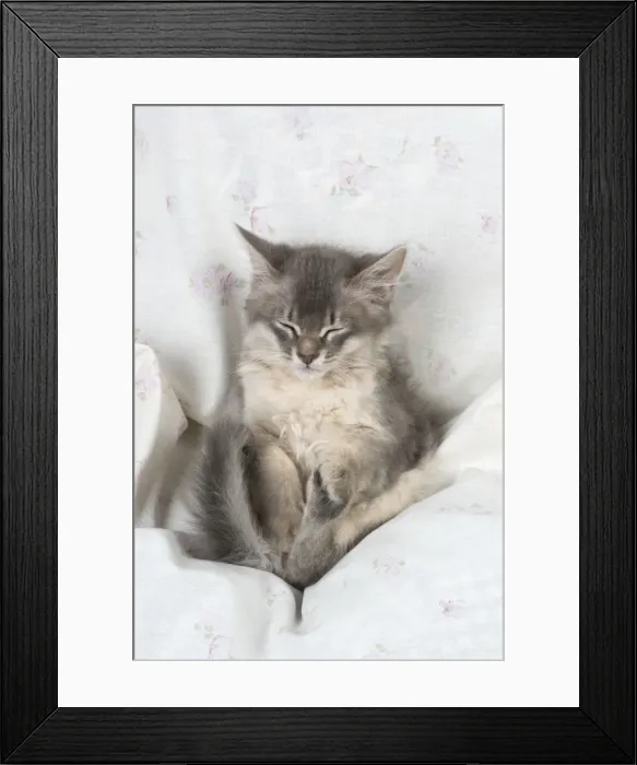 Framed Print : Picture No. 11771954 Framed Print : Picture No. 11771954