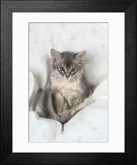 Framed Print : Picture No. 11771955 Framed Print : Picture No. 11771955