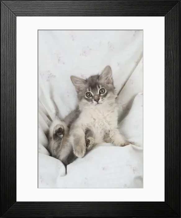 Framed Print : Picture No. 11771956 Framed Print : Picture No. 11771956