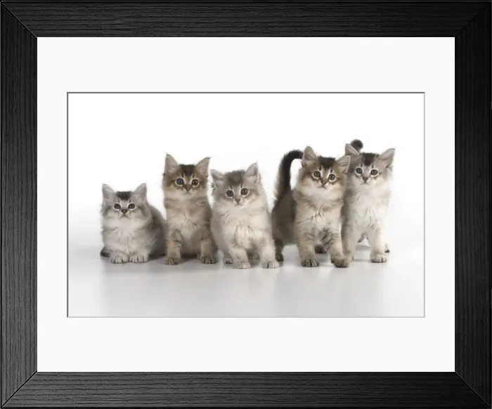 Framed Print : Picture No. 11771953 Framed Print : Picture No. 11771953