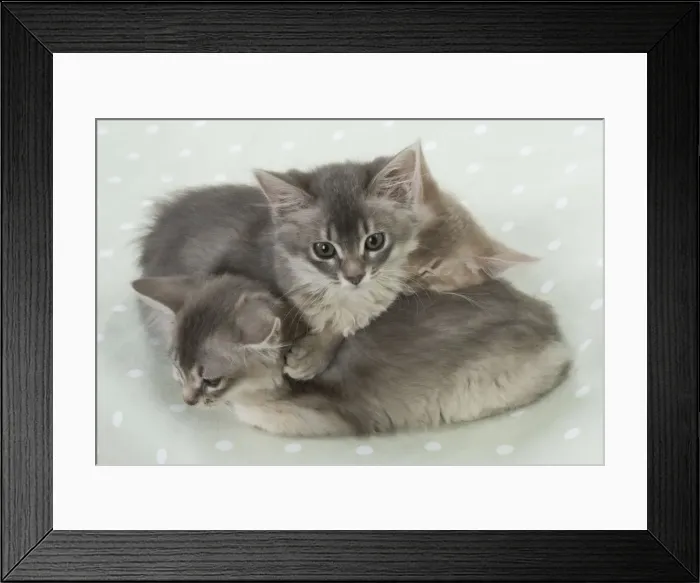 Framed Print : Picture No. 11771959 Framed Print : Picture No. 11771959