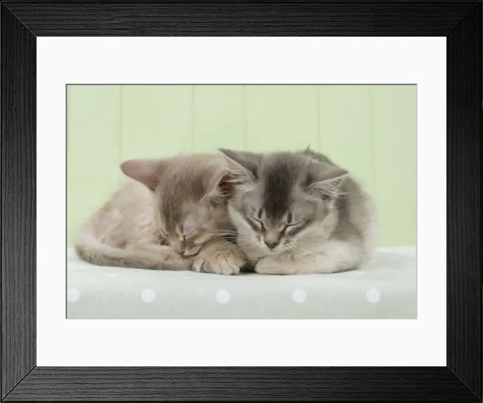 Framed Print : Picture No. 11771960 Framed Print : Picture No. 11771960