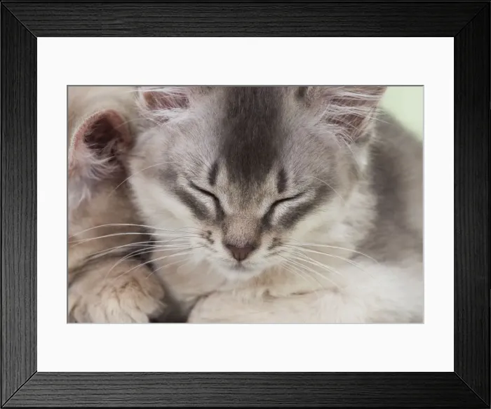 Framed Print : Picture No. 11771957 Framed Print : Picture No. 11771957