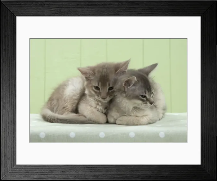 Framed Print : Picture No. 11771961 Framed Print : Picture No. 11771961