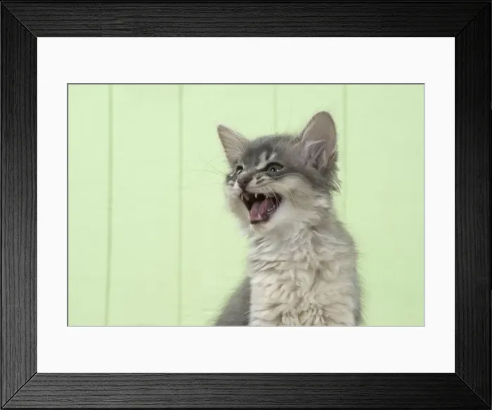 Framed Print : Picture No. 11771963 Framed Print : Picture No. 11771963
