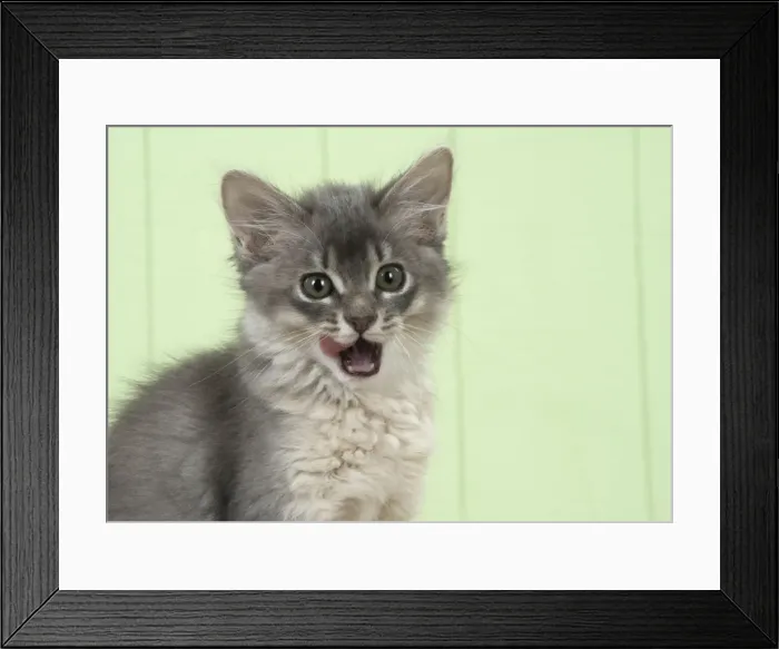Framed Print : Picture No. 11771964 Framed Print : Picture No. 11771964