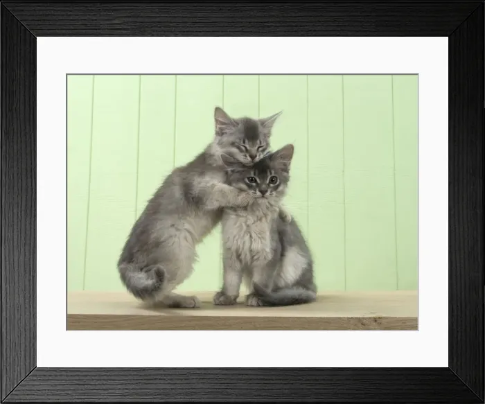 Framed Print : Picture No. 11771969 Framed Print : Picture No. 11771969